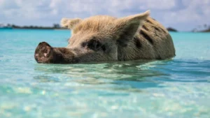 Famous swimming pigs at Big Major Cay in Exuma Bahamas wading in clear water